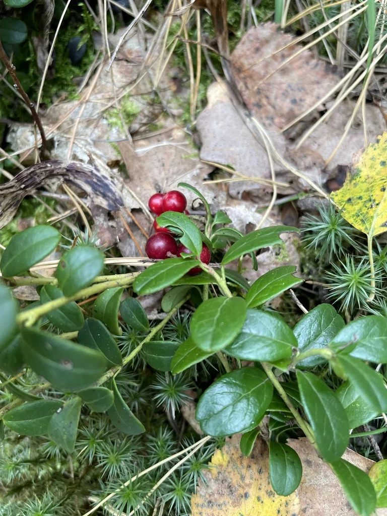 Vaccinium Vitis-Idaea