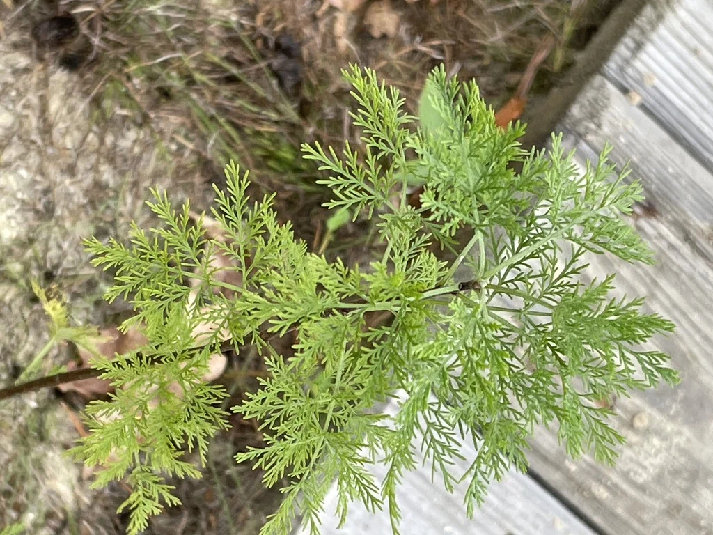 Artemisia Abrotanum