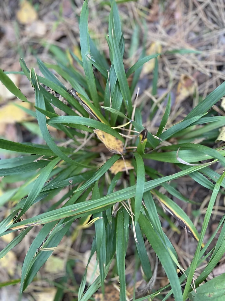 Luzula Pilosa