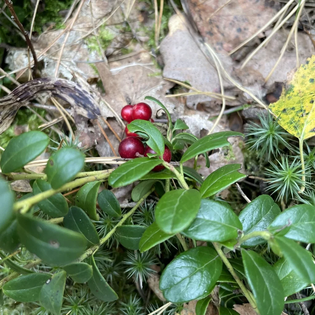 Vaccinium Vitis-Idaea