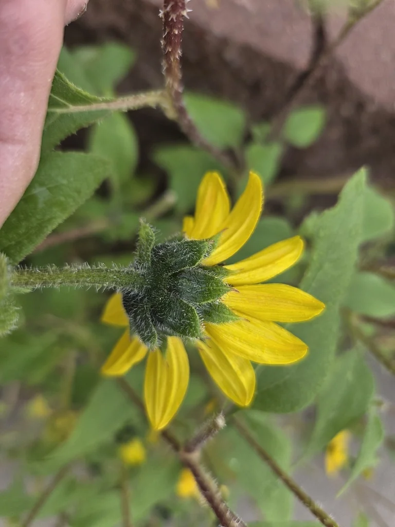 Helianthus Annuus