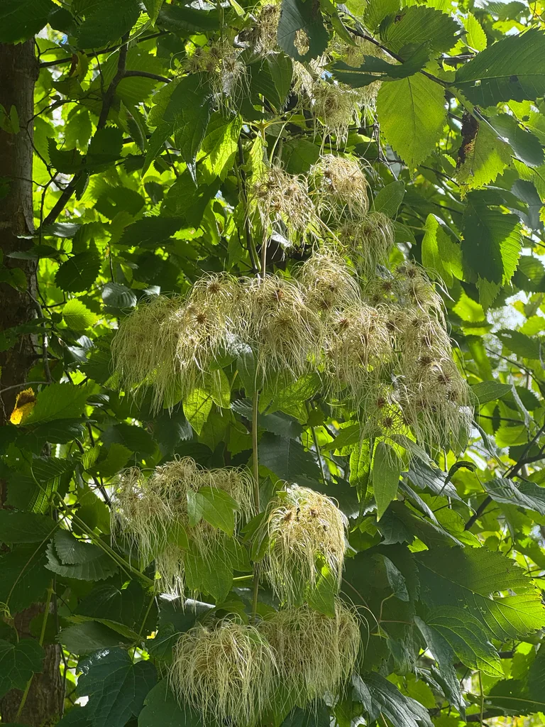Clematis Virginiana