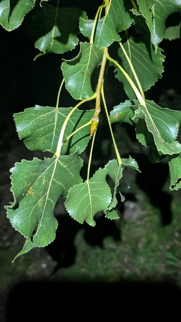 Populus Deltoides