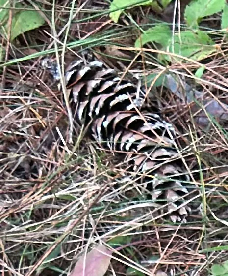 Pinus Strobus