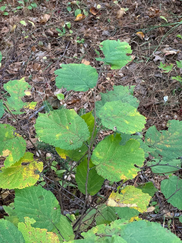 Corylus Cornuta