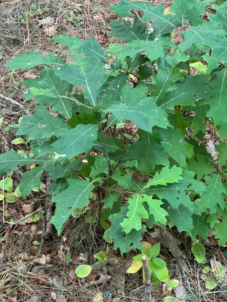 Quercus Shumardii