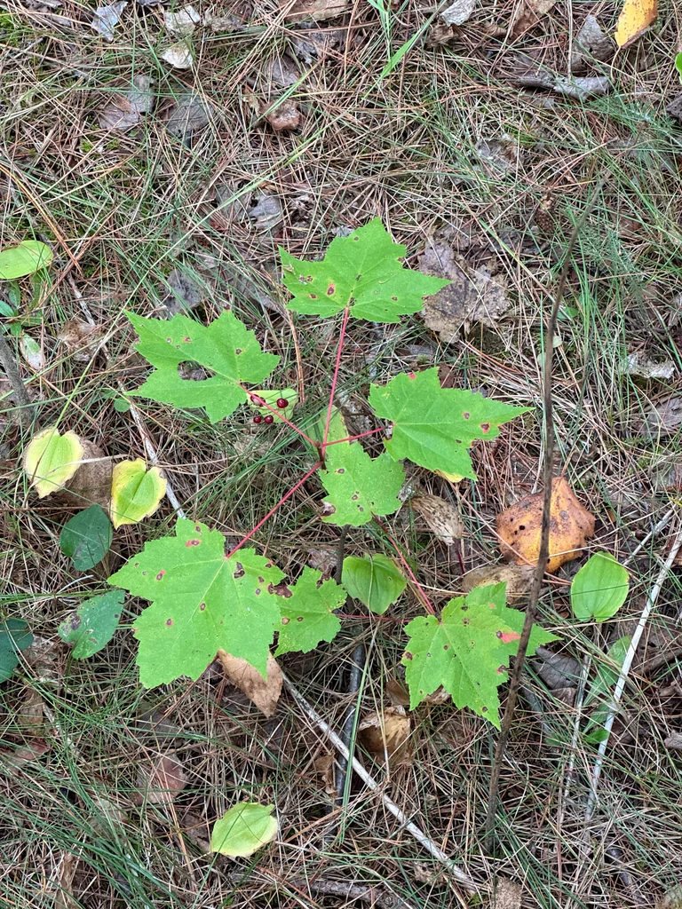 Acer Rubrum