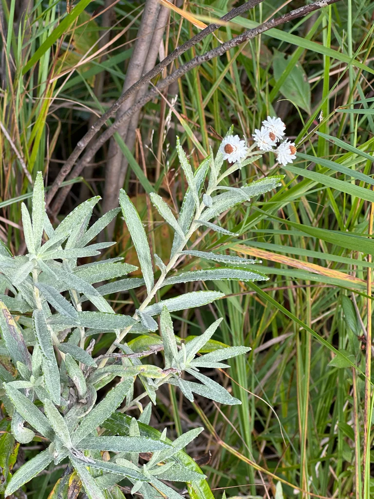 Anaphalis Margaritacea