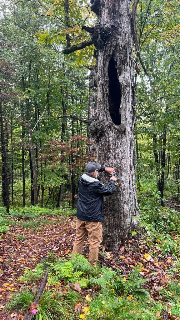 Acer Saccharum