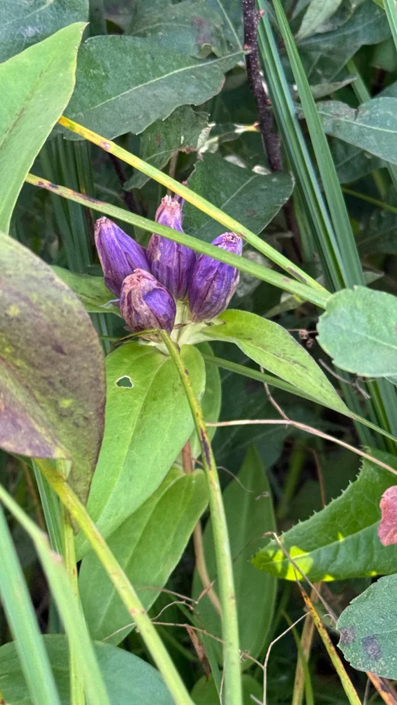 Gentiana Andrewsii