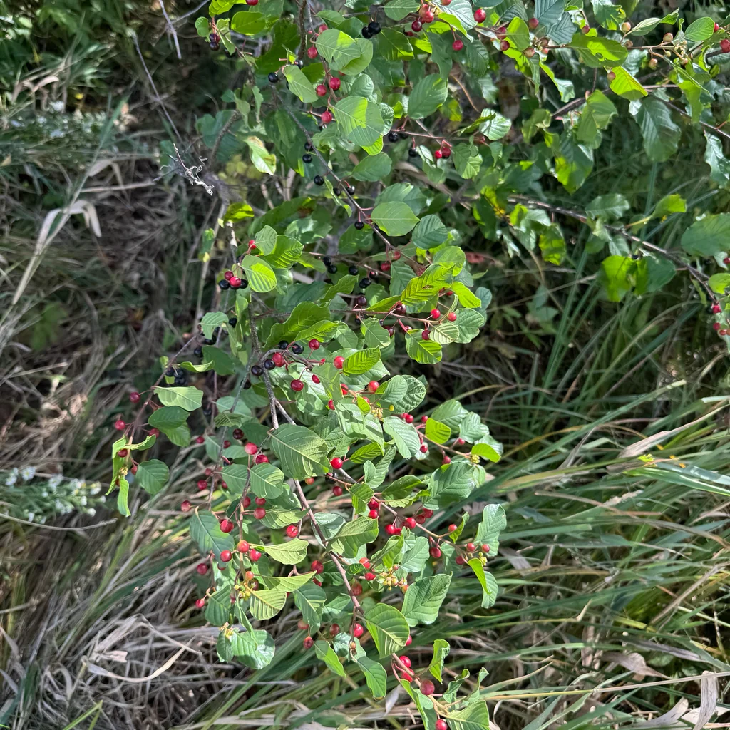 Rhamnus frangula