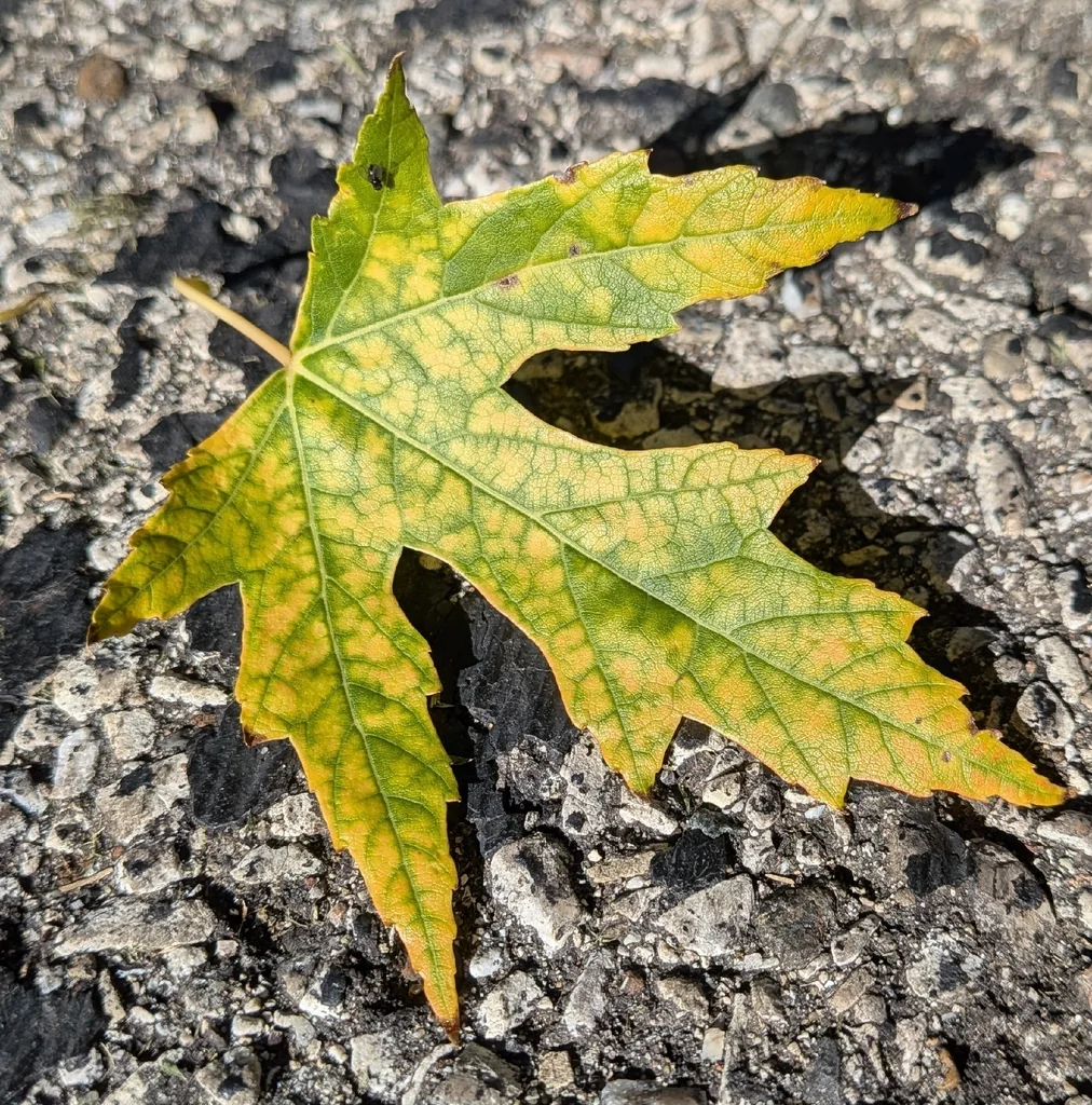 Acer Saccharinum