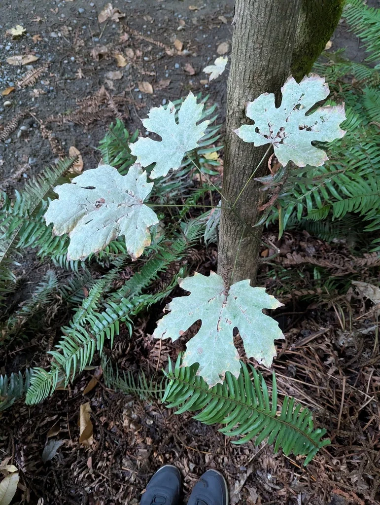 Acer Macrophyllum