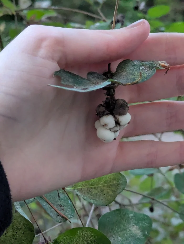 Symphoricarpos Albus