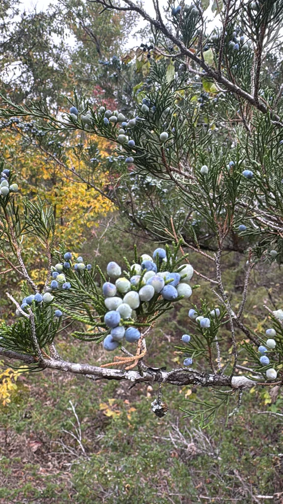 Juniperus Virginiana