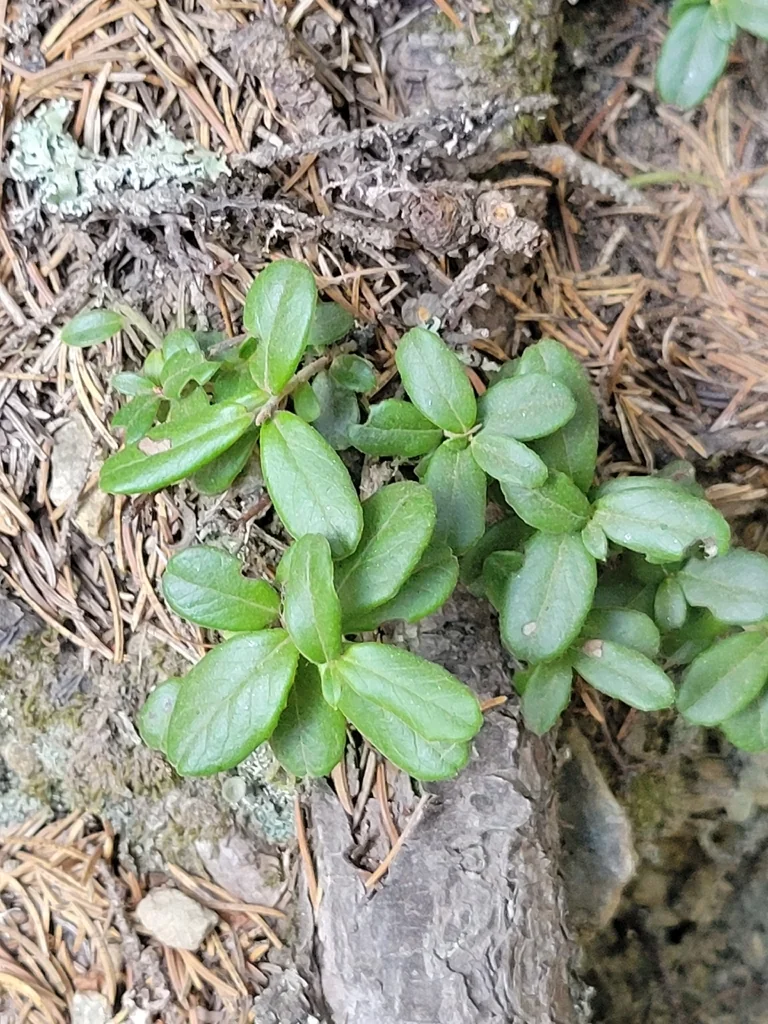 Vaccinium Vitis-Idaea