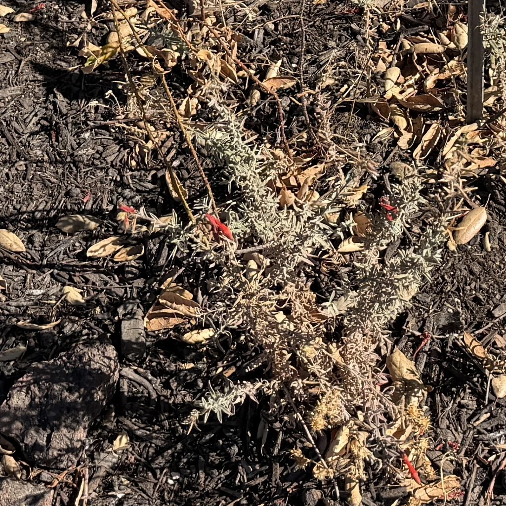 Zauschneria Californica