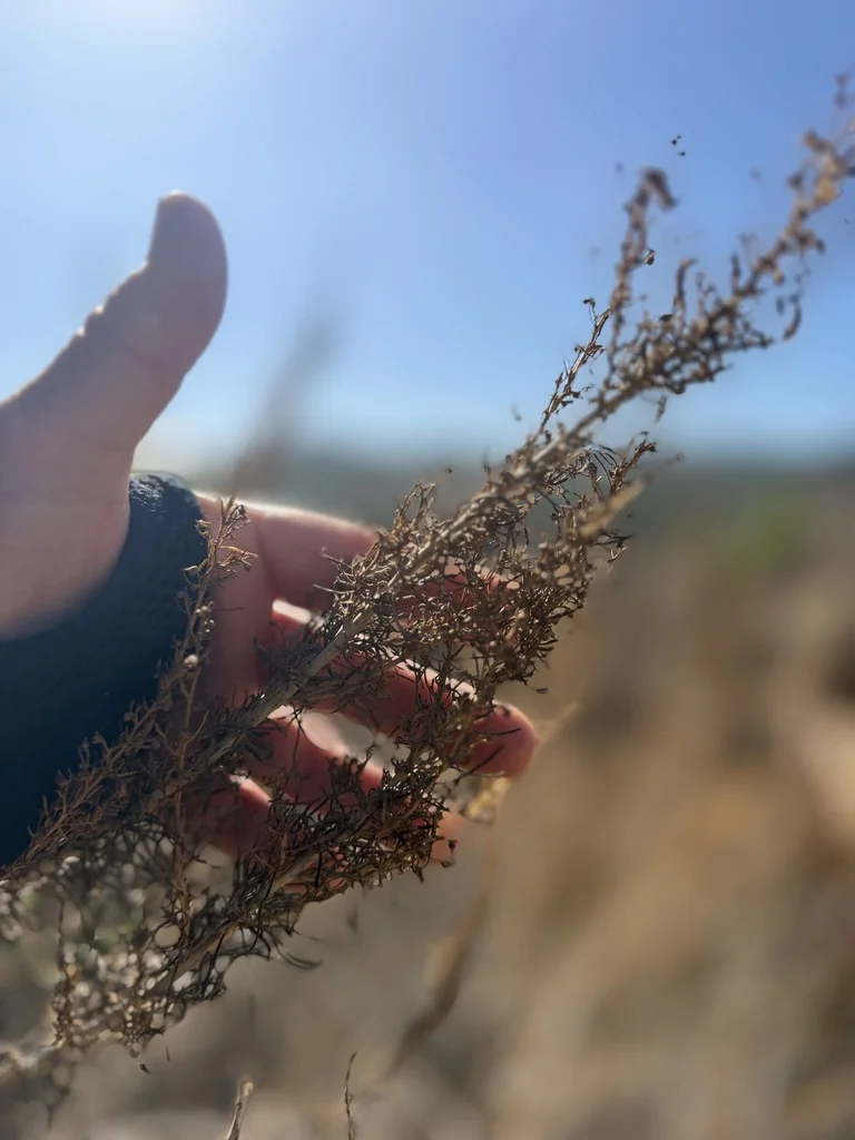 Artemisia Californica