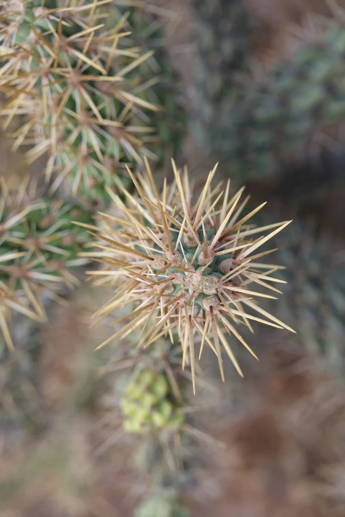 Cylindropuntia prolifera