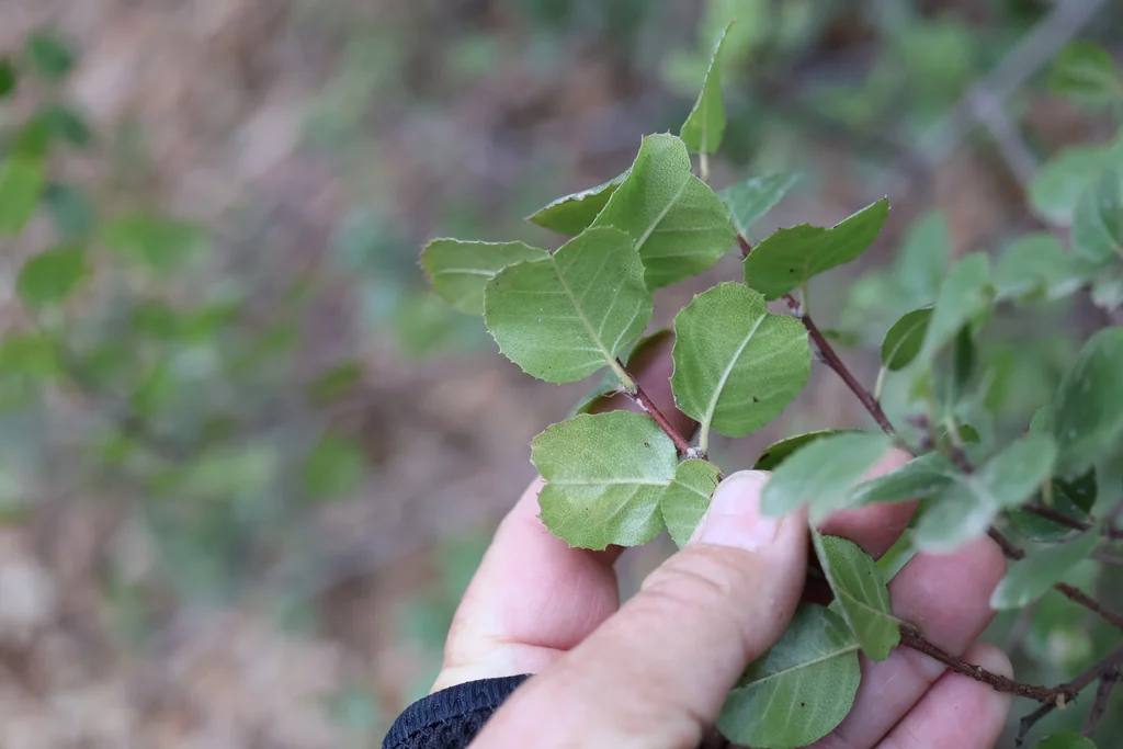 Quercus agrifolia