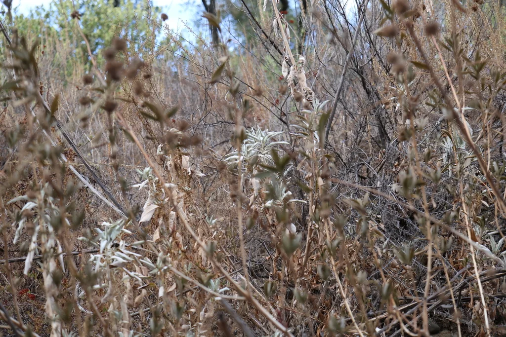 Salvia Mellifera