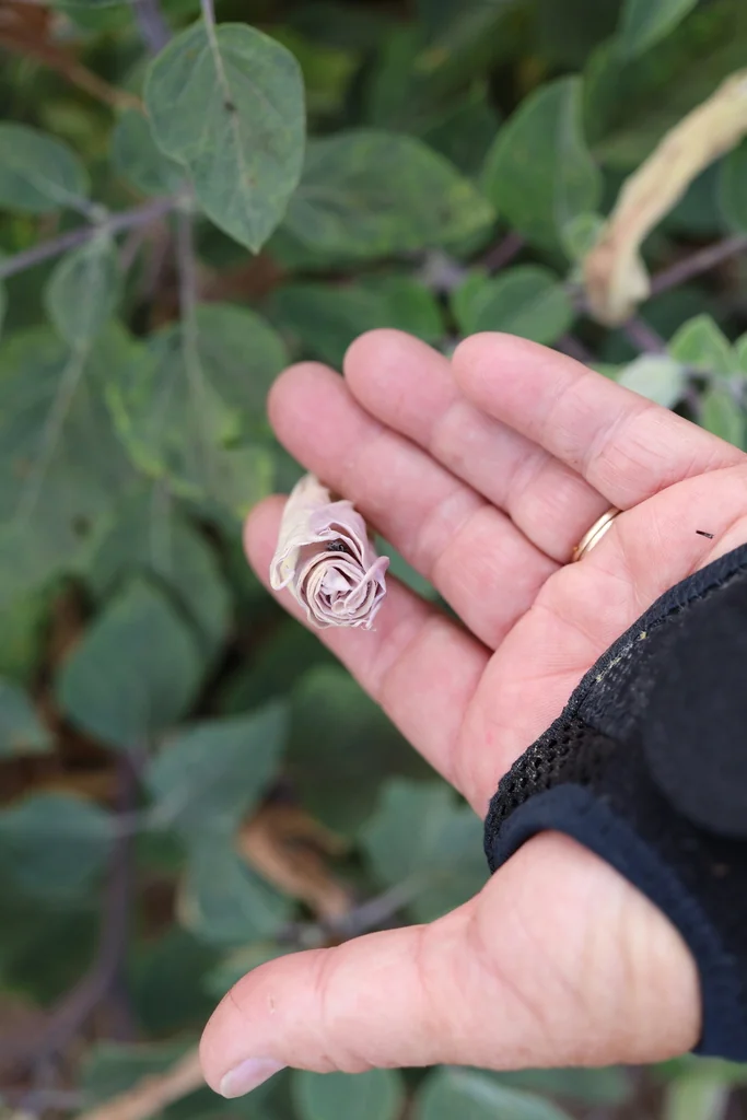 Datura wrightii