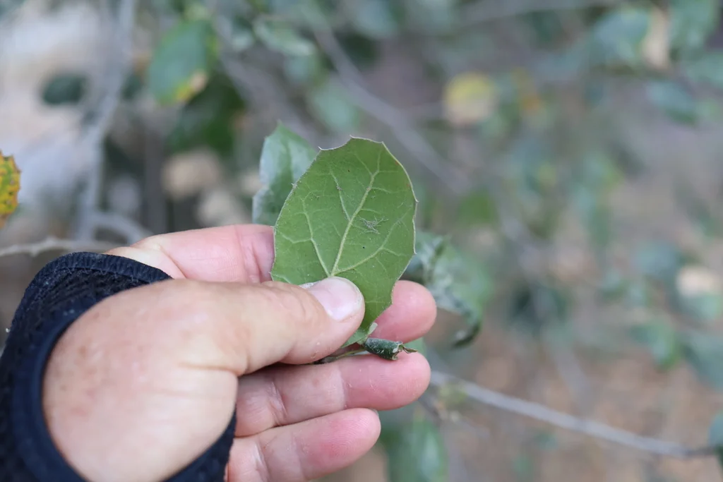Quercus agrifolia