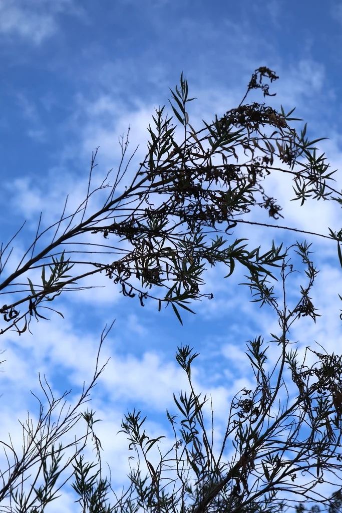 Baccharis Salicifolia