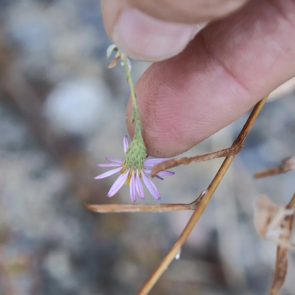 Lessingia Filaginifolia