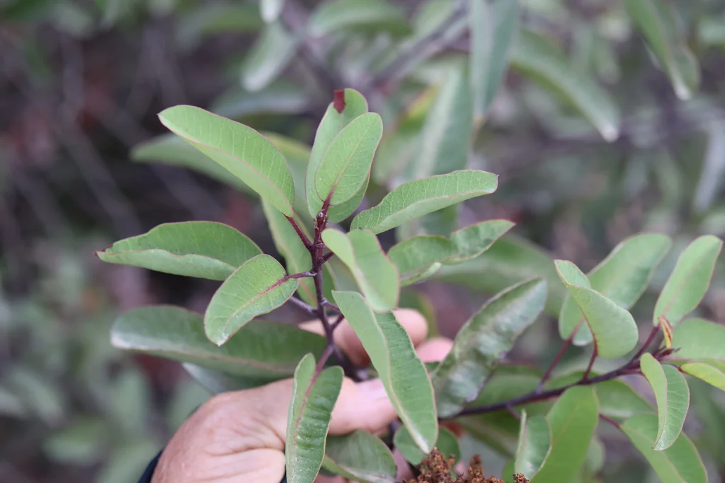 Malosma Laurina
