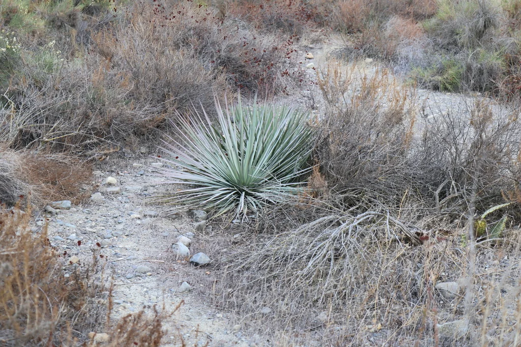 Yucca Whipplei