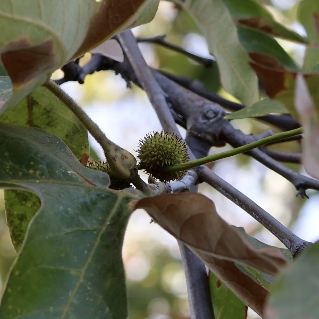 Platanus Racemosa