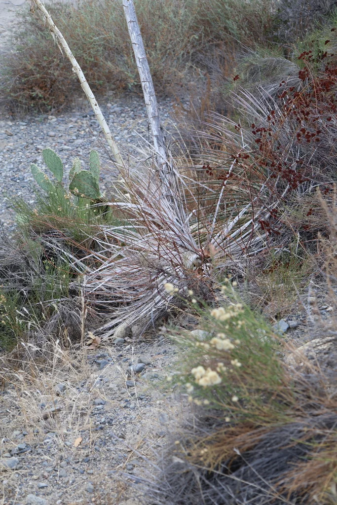 Yucca Whipplei