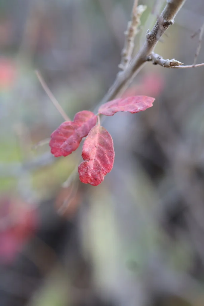 Toxicodendron Diversilobum