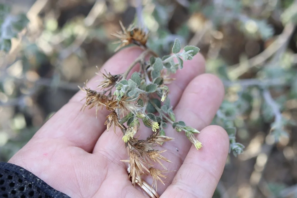 Brickellia Californica