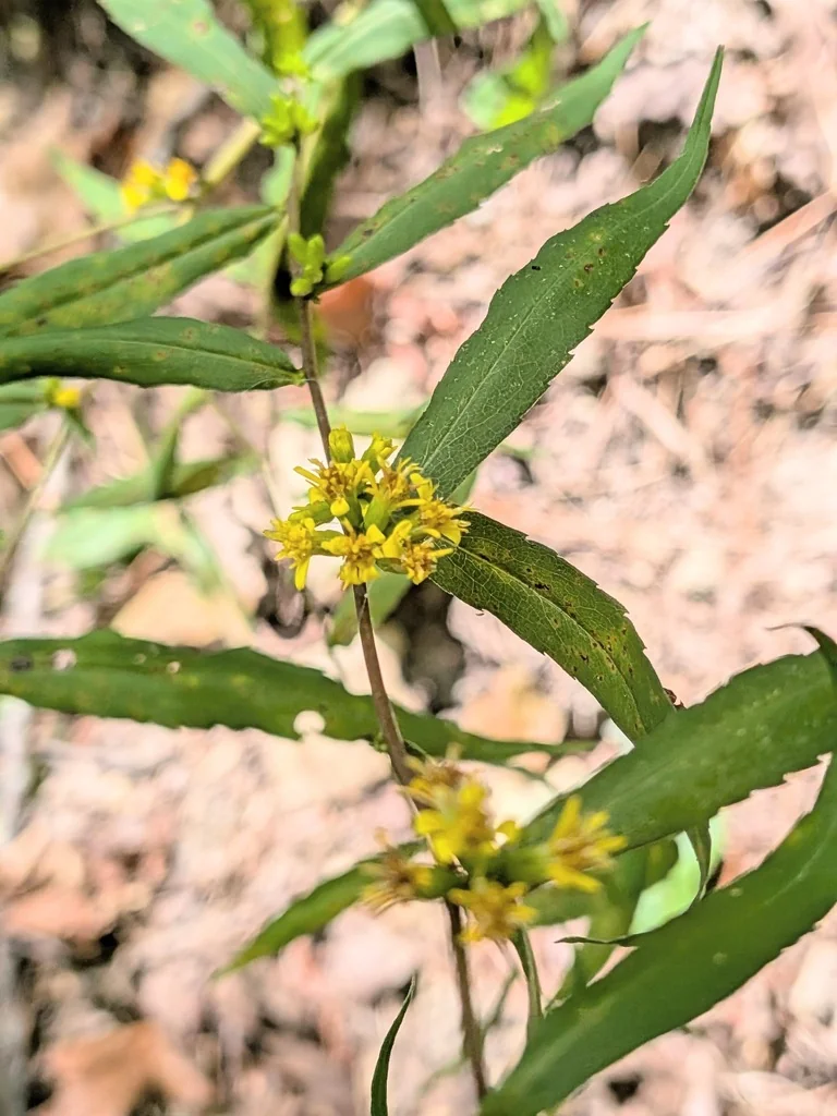 Solidago Caesia