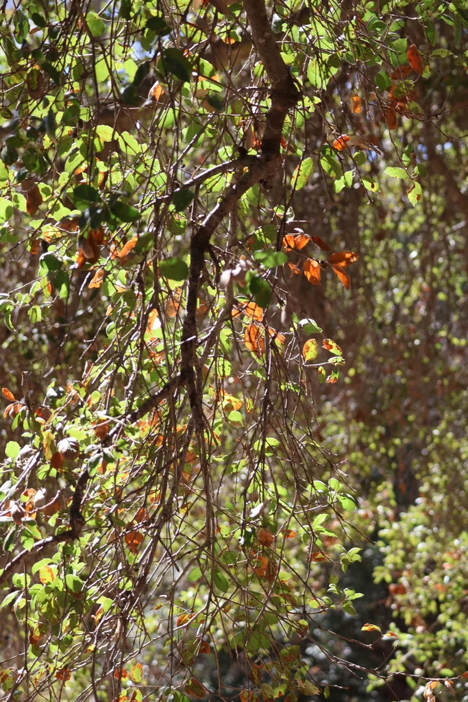 Quercus agrifolia