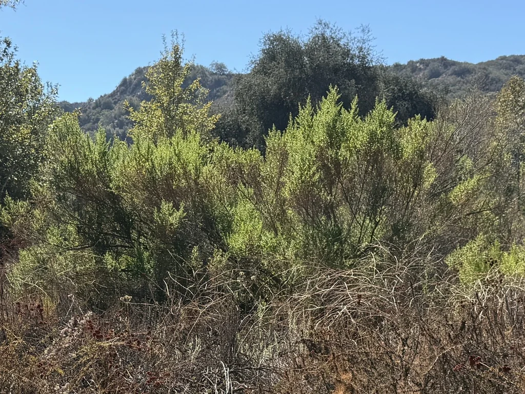 Baccharis Pilularis
