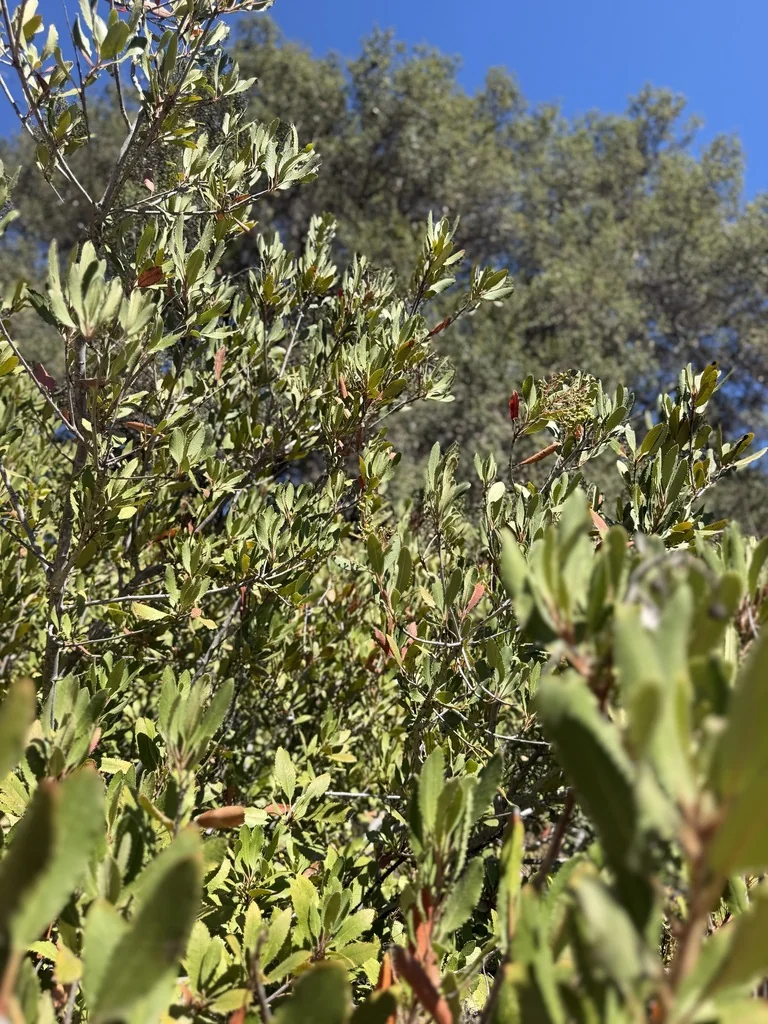 Heteromeles Arbutifolia