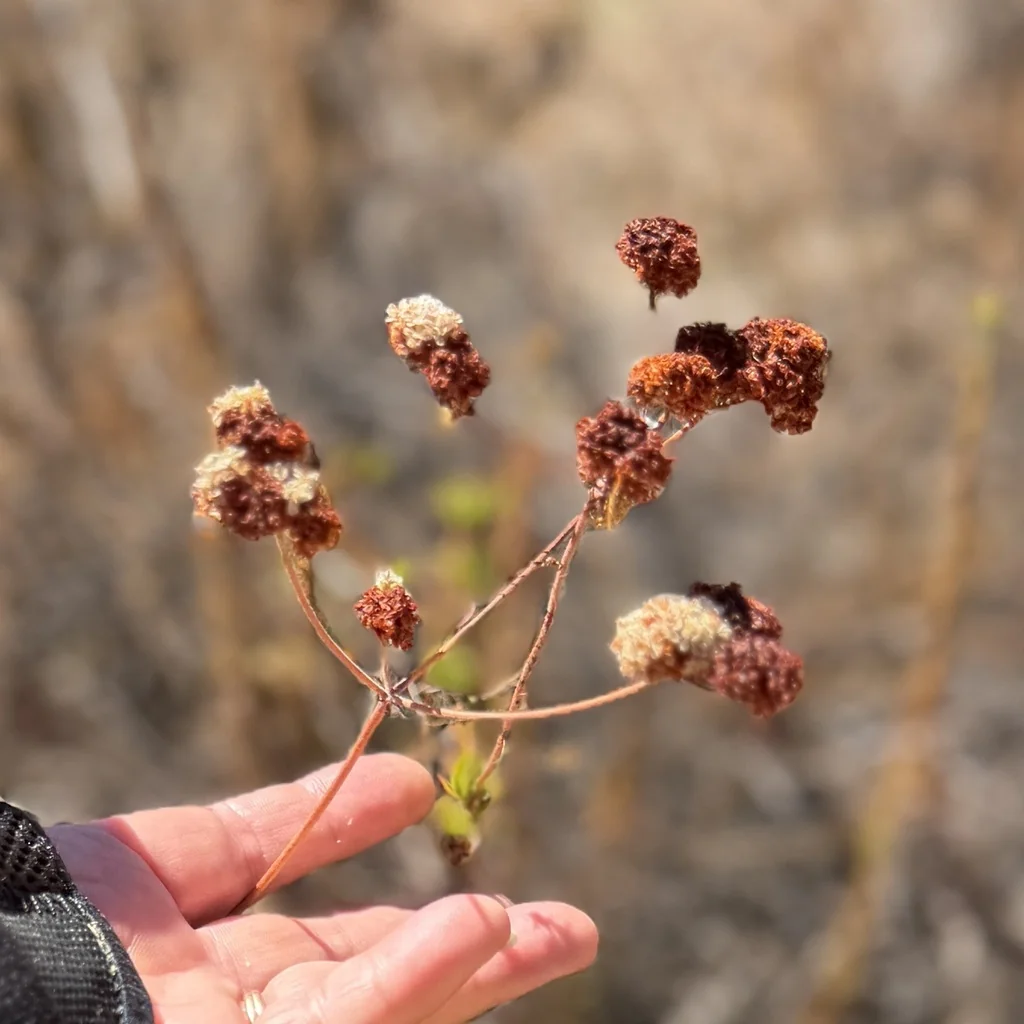 Eriogonum Fasciculatum