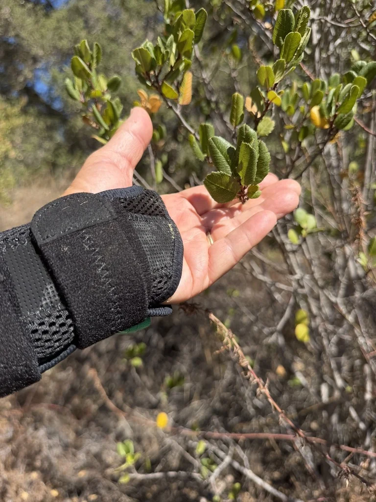 Rhamnus Ilicifolia