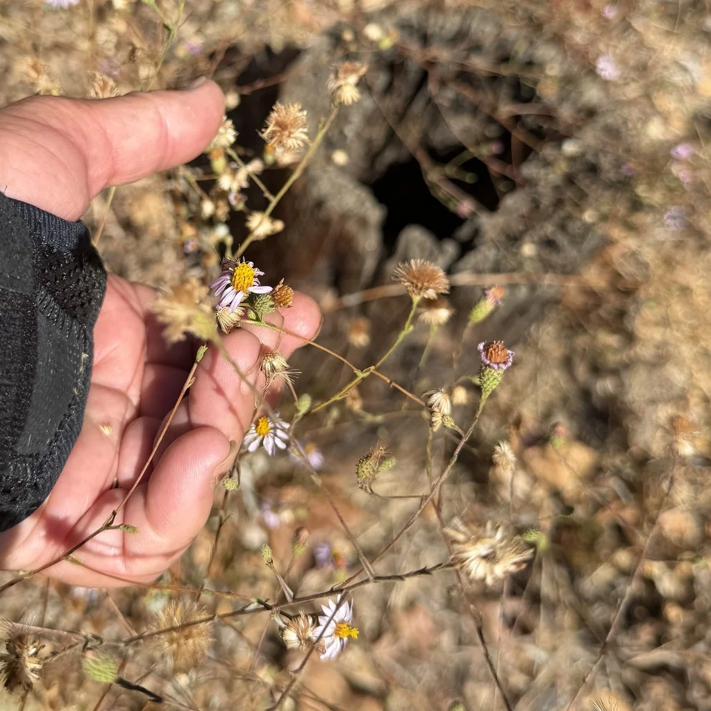 Lessingia Filaginifolia