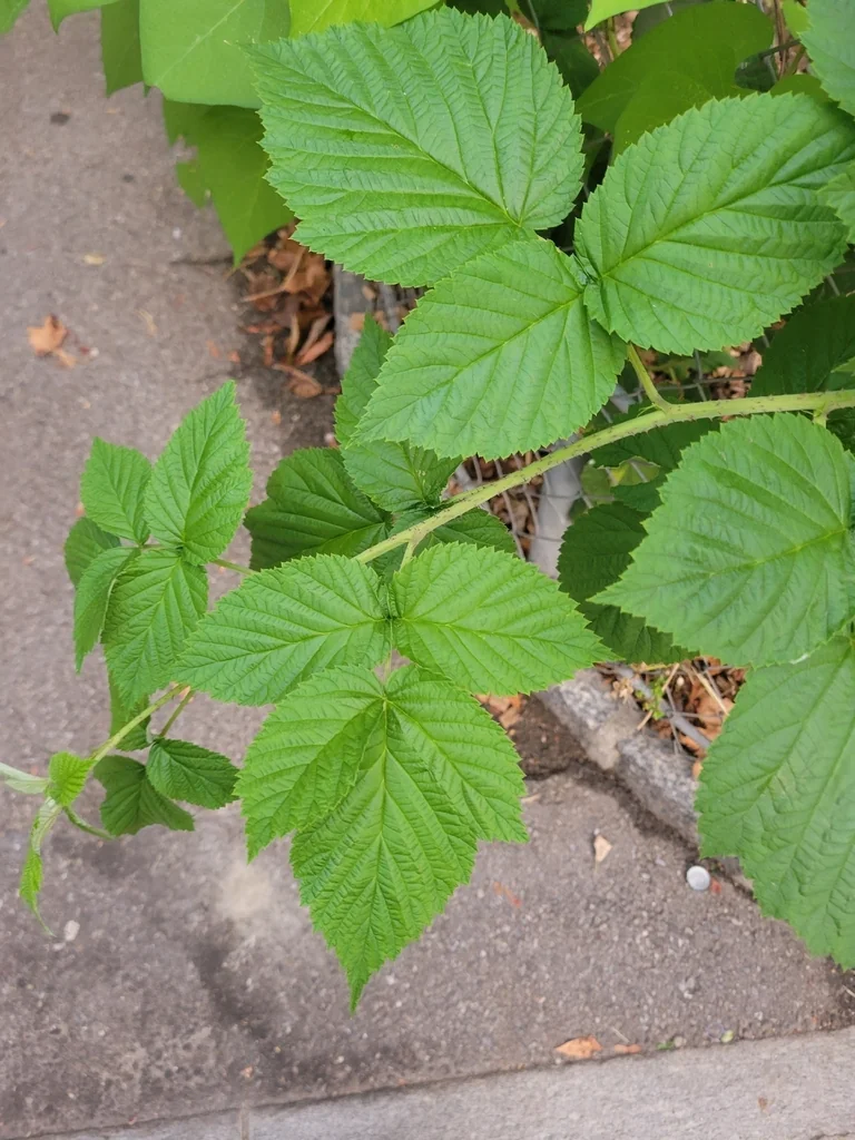 Rubus Idaeus