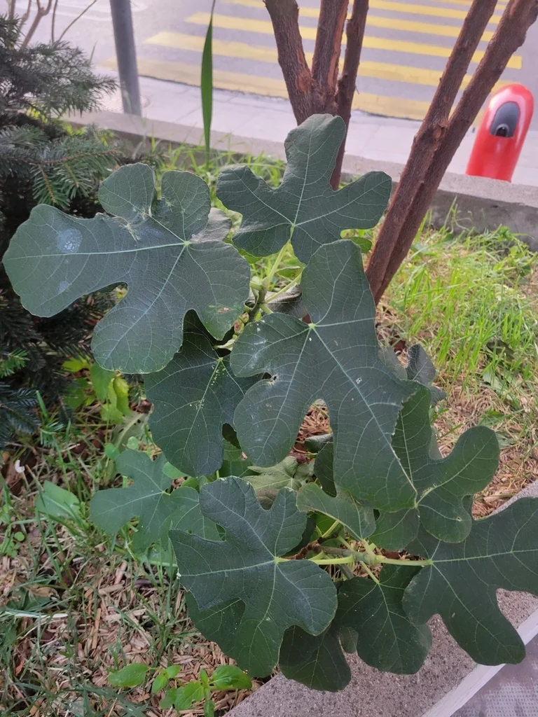 Ficus Carica