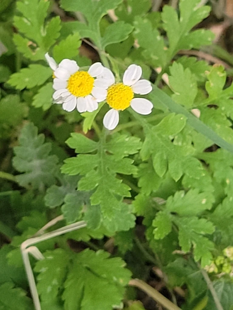 Tanacetum Parthenium
