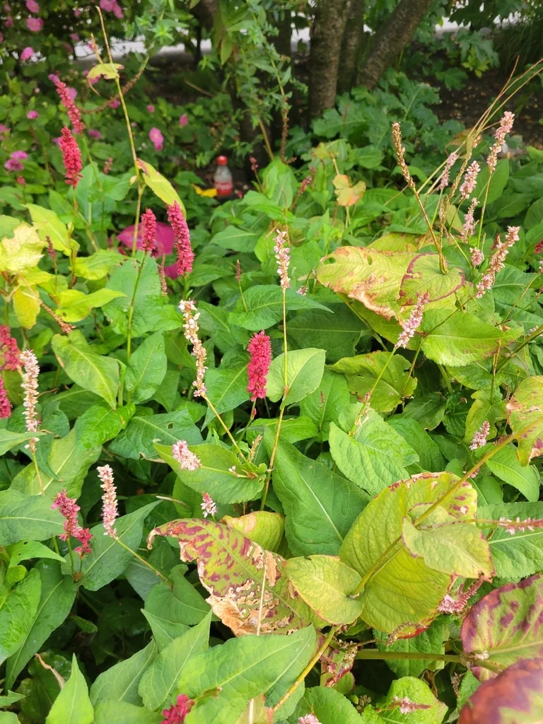 Persicaria amplexicaulis