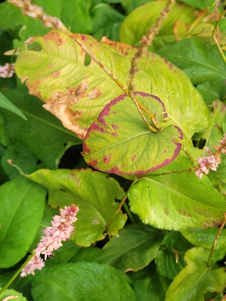 Persicaria amplexicaulis