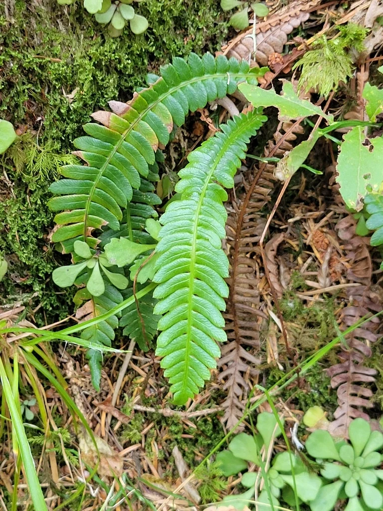 Blechnum Spicant