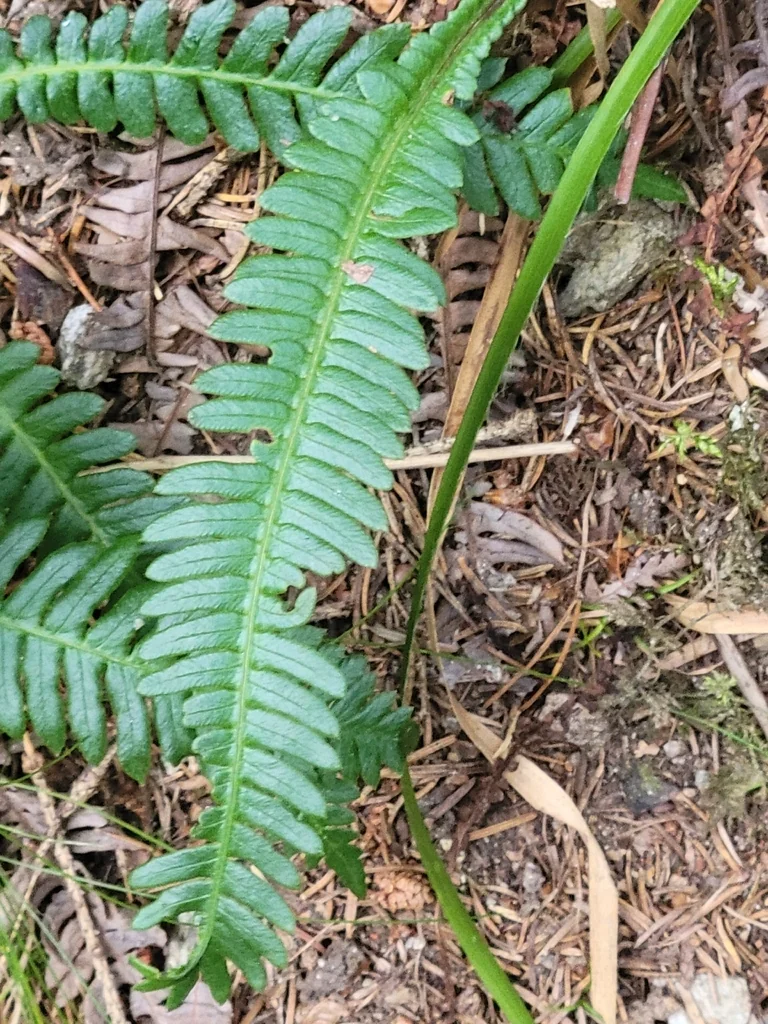 Blechnum Spicant
