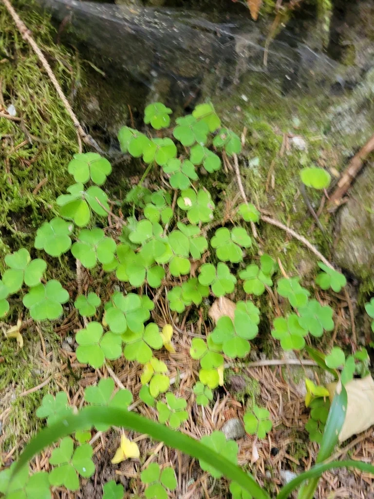 Oxalis Acetosella